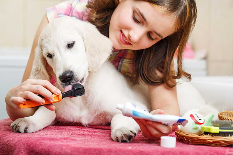 Girl Cleaning Teeth of Dog