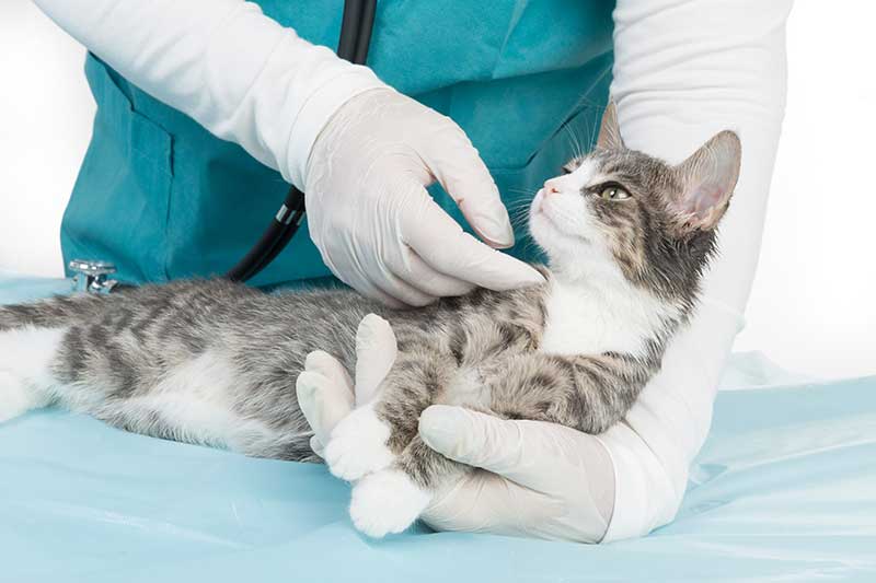 Oak Harbor Veterinary Hospital: Gray Cat with Vet
