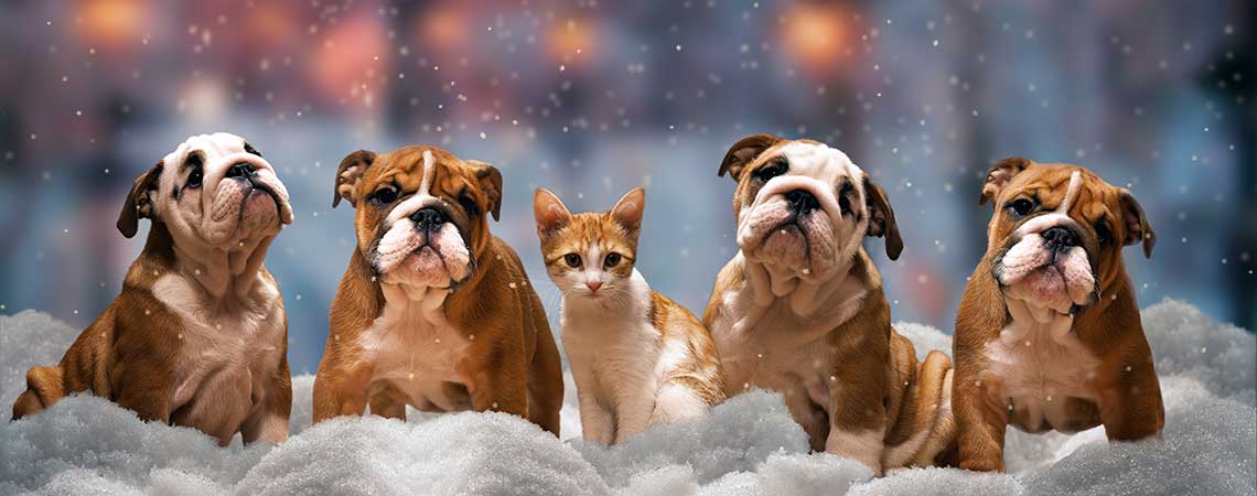 Bulldog with Cat in the Snow